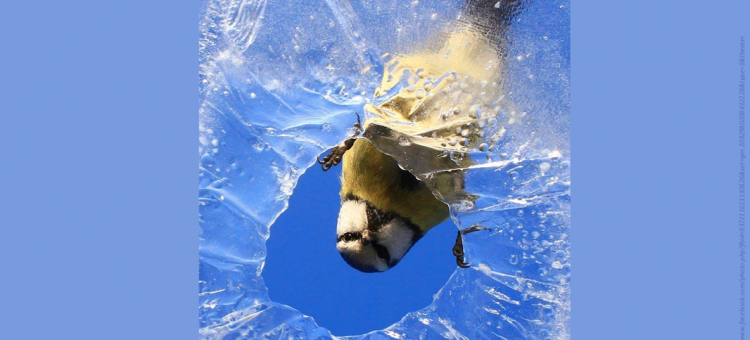 Портал Орган зрения поздравляем с Первым днём Весны