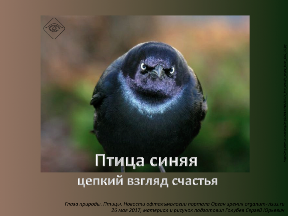 Синяя птица