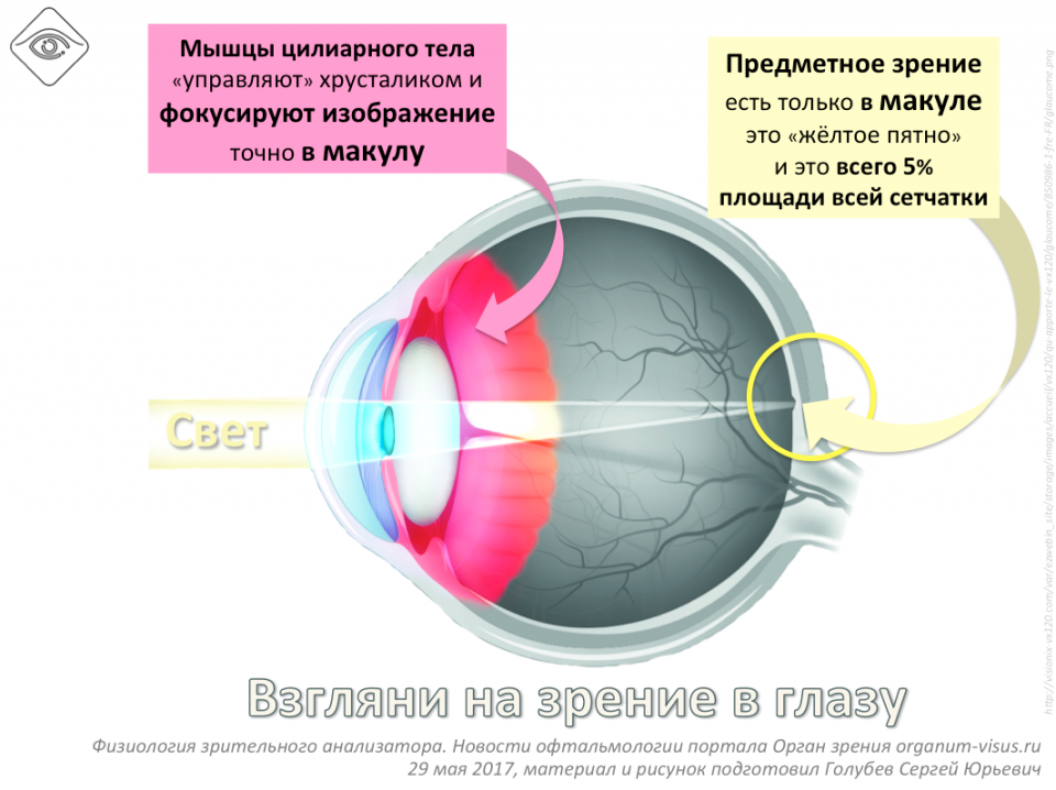 Как сохранить зрение