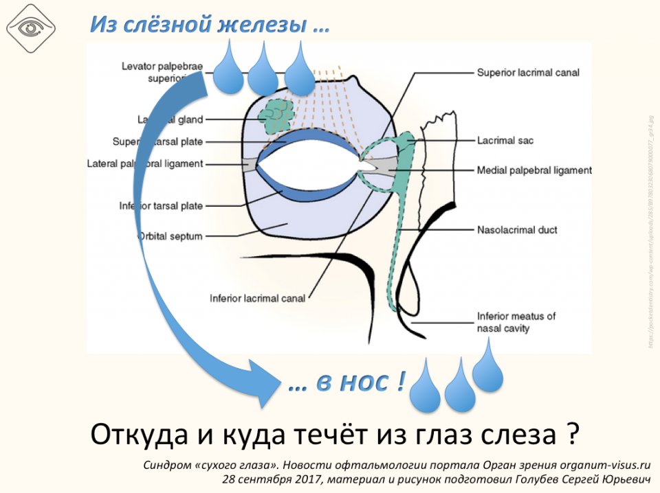 Сухой глаз Куда течет слеза