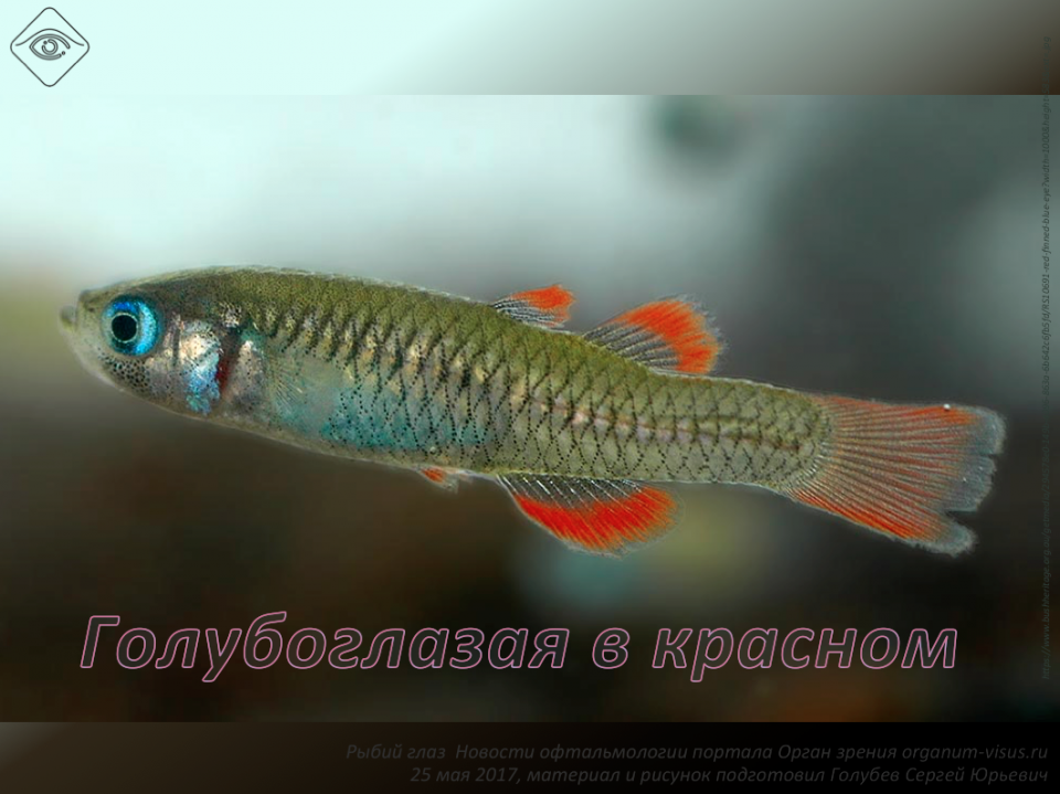 Голубоглазая в красном