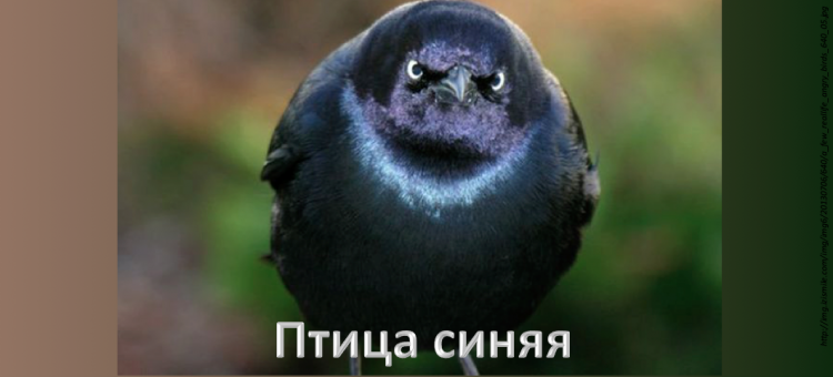 Синяя птица