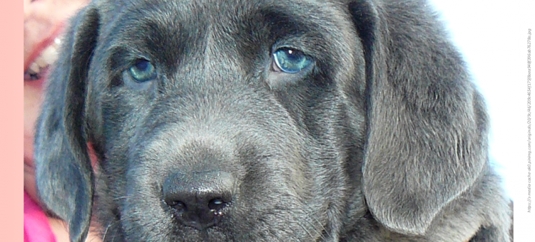 Голубоглазый брюнет