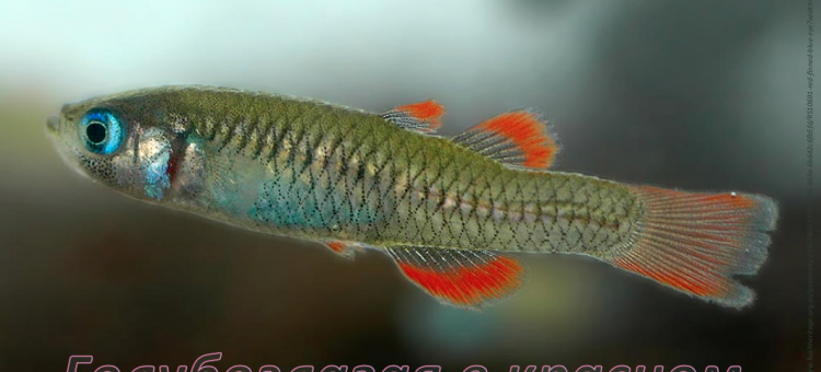 Голубоглазая в красном