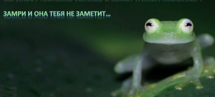 Кунсткамера глаза Лягушка